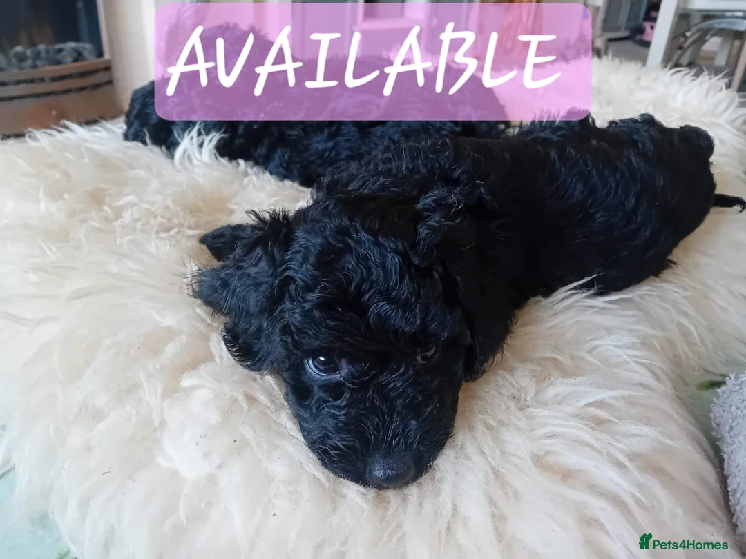 Cockapoo dogs for sale: 2 Beautiful female cockapoo left - Advert 4