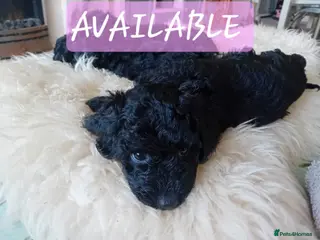 Cockapoo dogs 2 Beautiful female cockapoo left - Advert 5