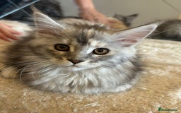 Maine Coon cats for sale: Maine coon female  - Image 5