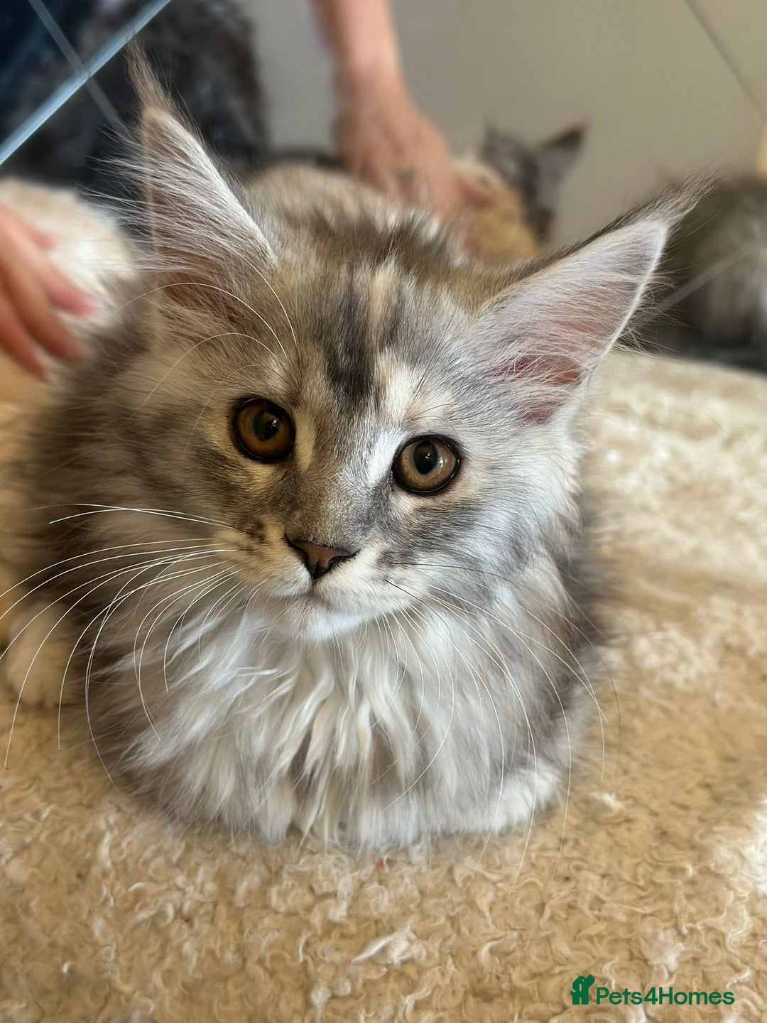 Maine Coon cats for sale: Maine coon female  - Image 5