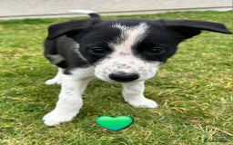 Border Collie dogs for sale: Border Collie Puppies for sale - Image 6