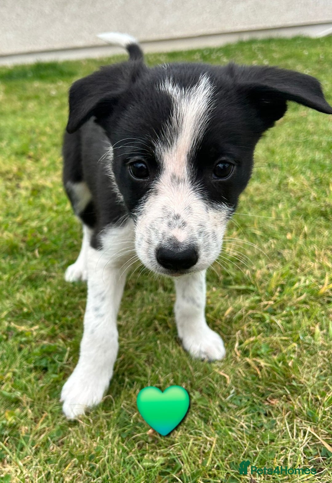 Border Collie dogs for sale: Border Collie Puppies for sale - Image 6