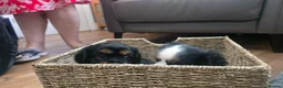 Cavalier King Charles Spaniel dogs for sale: 2 Beautiful health tested CKC Spaniels available - Advert 13
