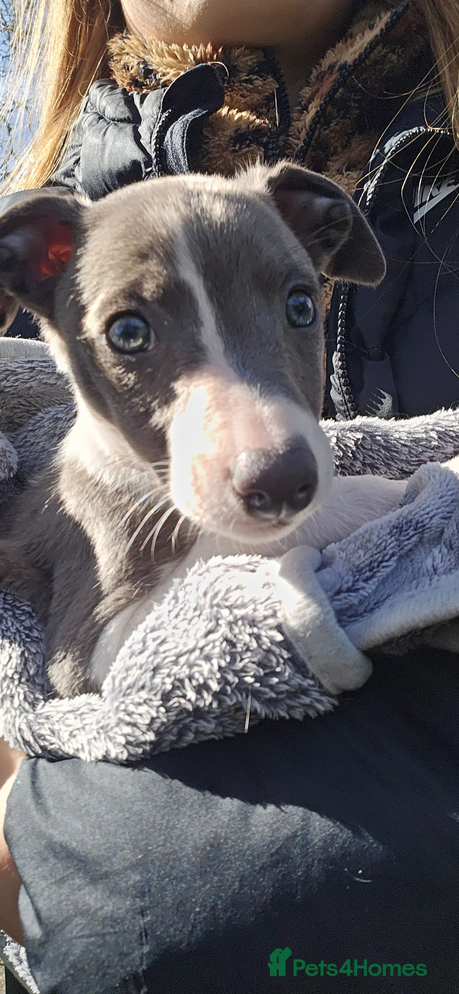 Whippet dogs Small type whippets blue/white - Advert 2
