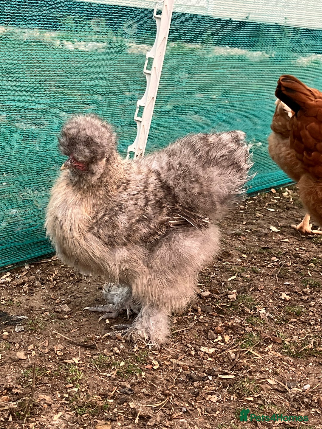 Chickens poultry for sale: Silkie hens, bantams and chicks  - Image 4