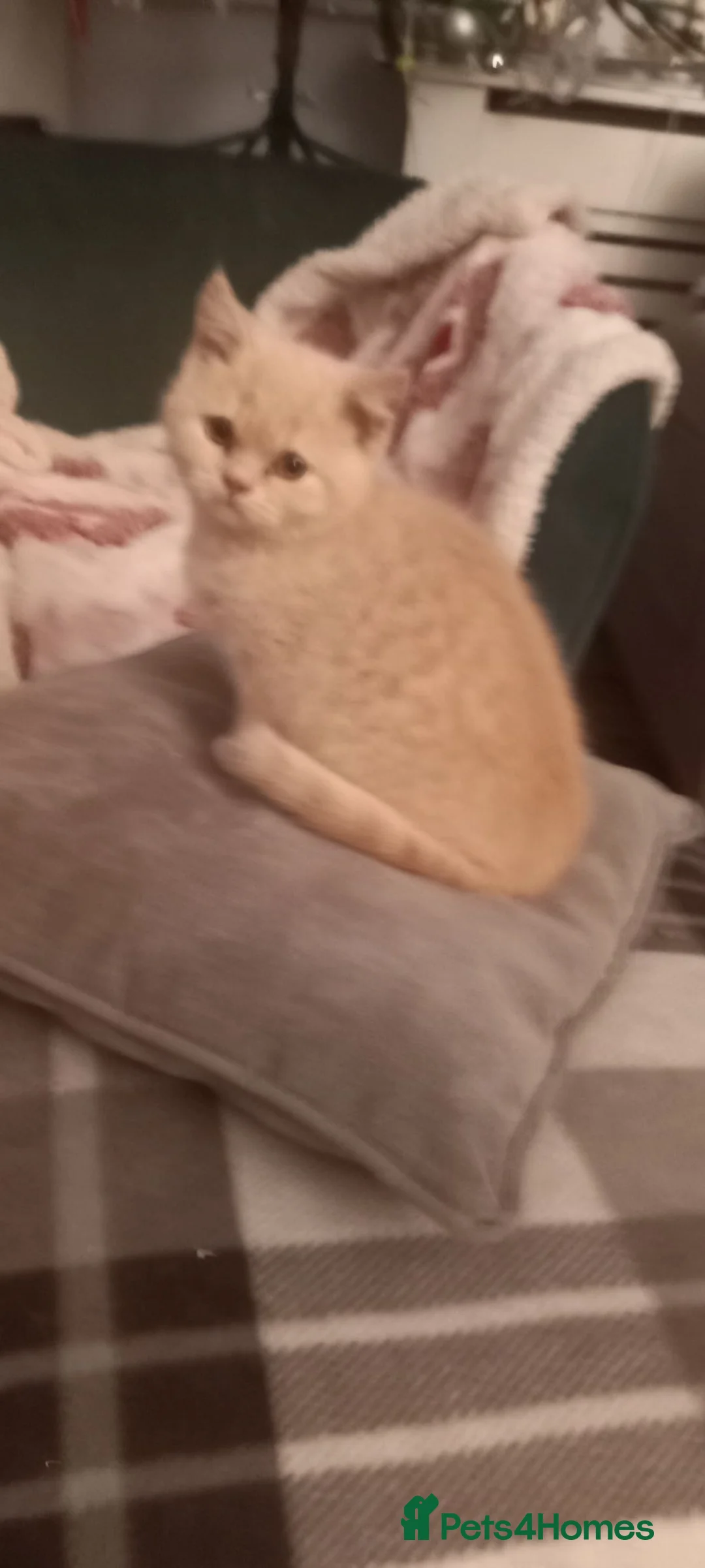 British Shorthair cats for sale: British Shorthair - Advert 2