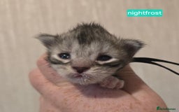 Maine Coon cats for sale: Maine Coon Kittens Silver Imported Shaded Lines - Image 34