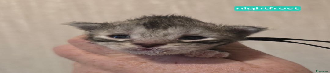 Nightfrost