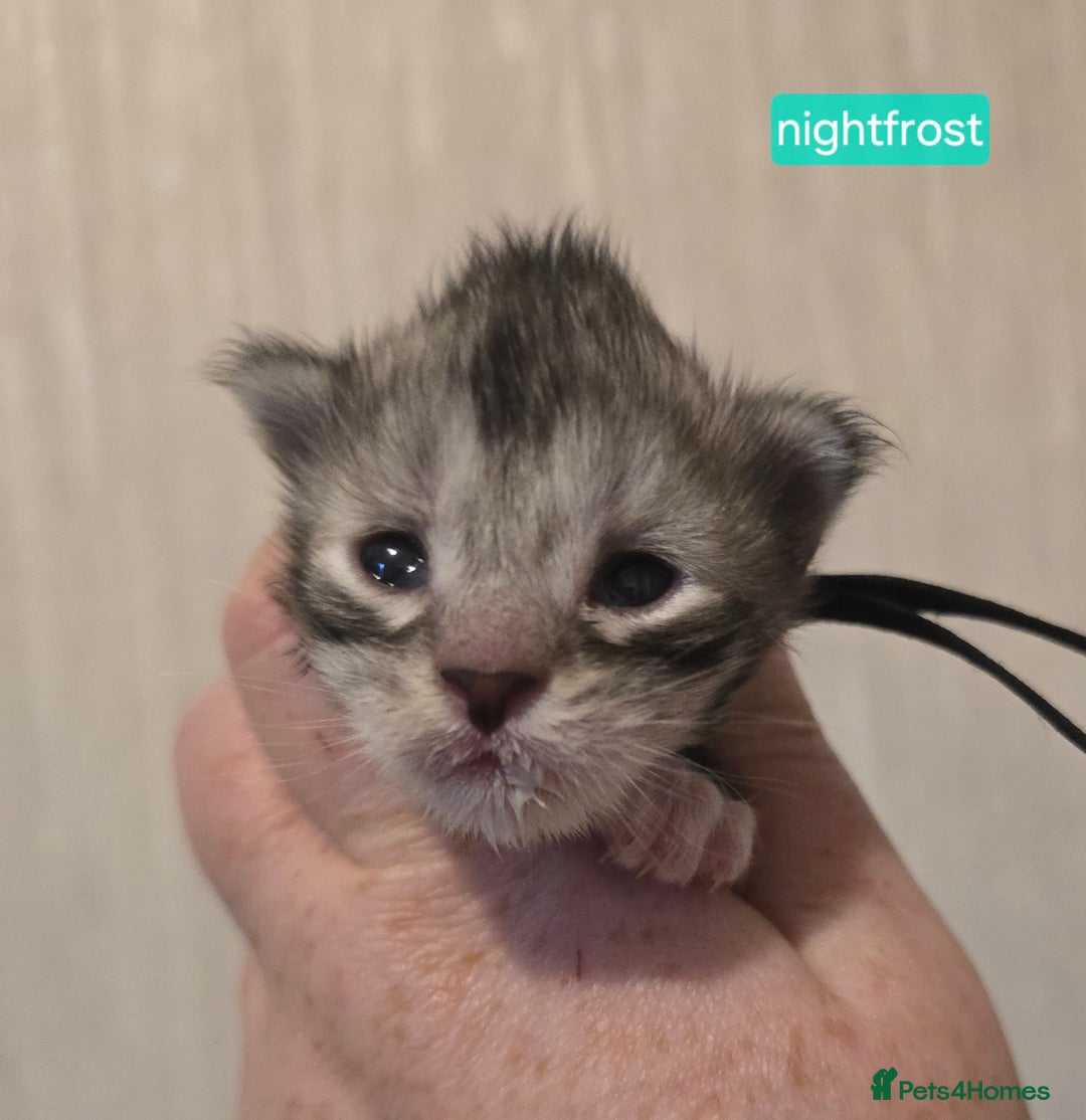 Maine Coon cats for sale: Maine Coon Kittens Silver Imported Shaded Lines - Image 34