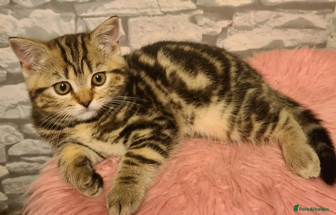 British Shorthair cats for sale: British Shorthair Kittens  - Advert 9