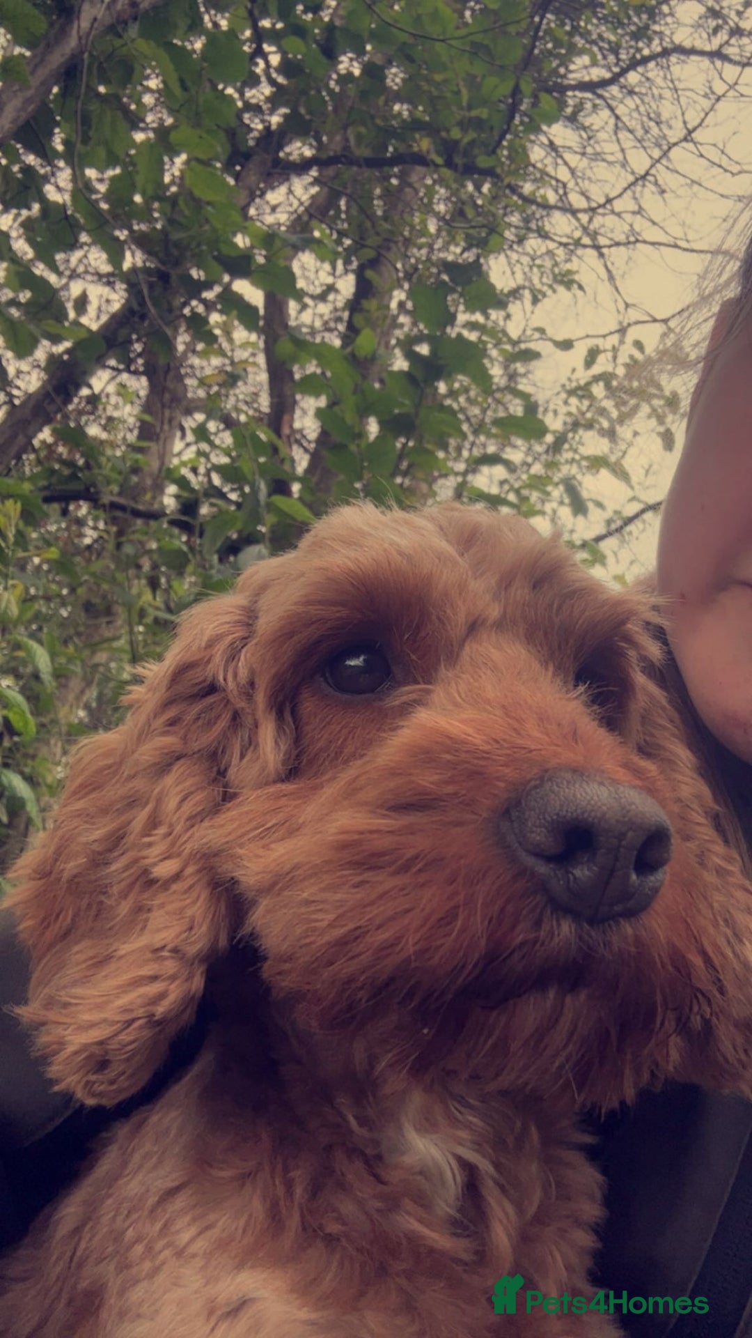 Cockapoo dogs for sale: Gorgeous Fox Red Cockapoo Girls  - Advert 2