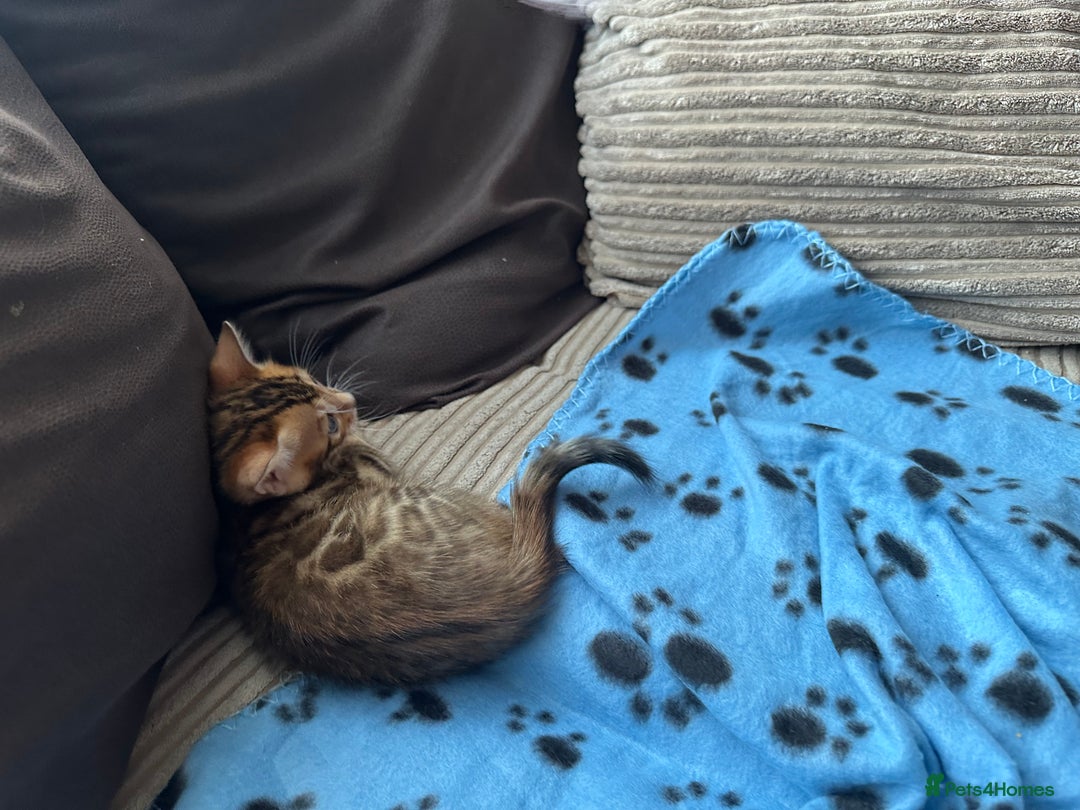 Bengal cats for sale: TICA Bengal kittens for sale . 🐱 - Image 3