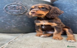 Cocker Spaniel dogs for sale: KC HEALTH TESTED CHOCOLATE AND TAN COCKER SPANIELS - Image 4