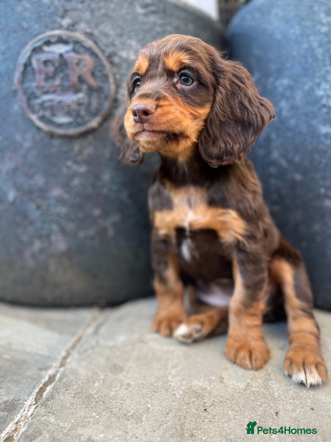 Cocker Spaniel dogs for sale: KC HEALTH TESTED CHOCOLATE AND TAN COCKER SPANIELS - Image 4