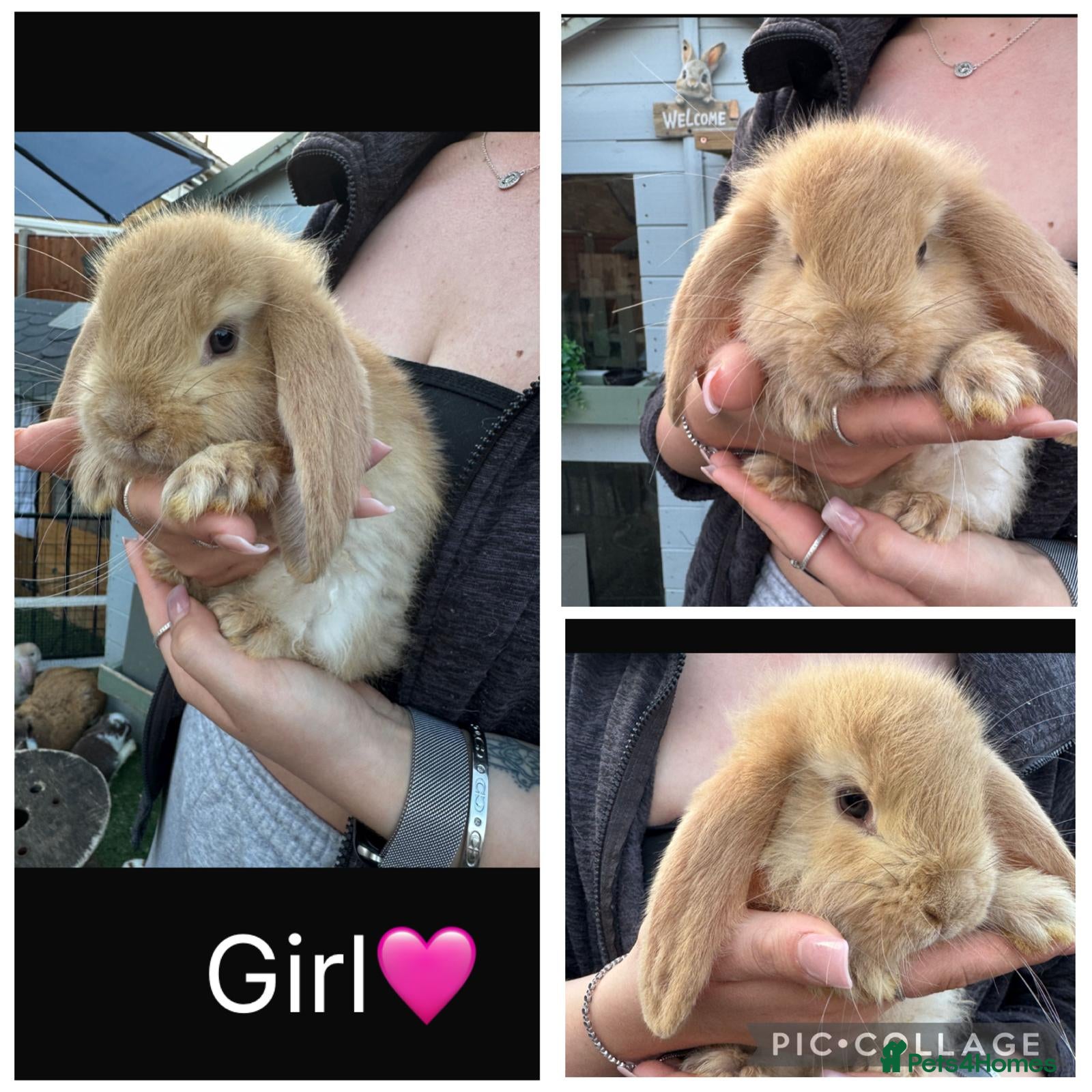 French Lop rabbits Pedigree French lop - Advert 1