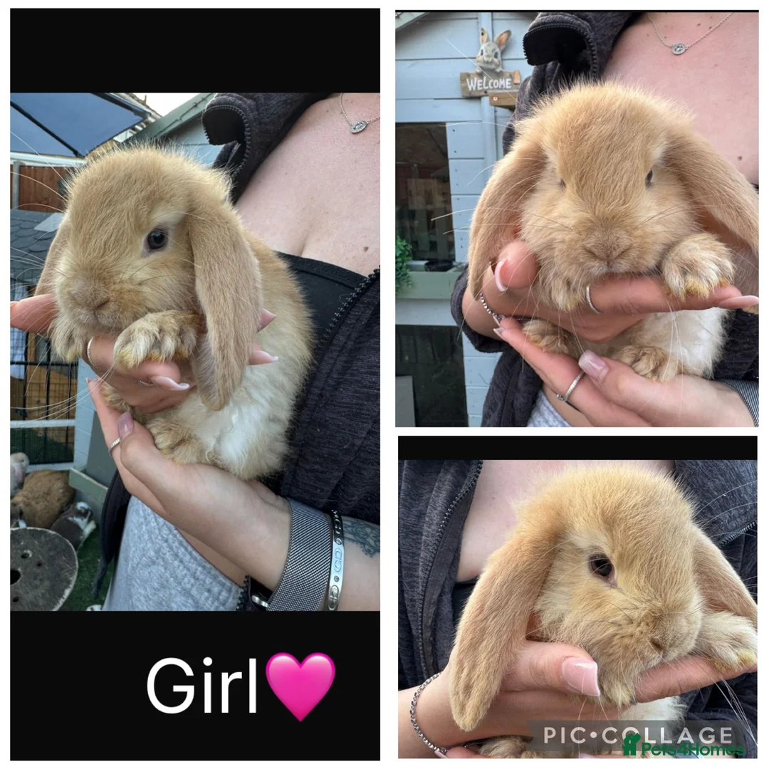 French Lop rabbits for sale: Pedigree French lop - Advert 12