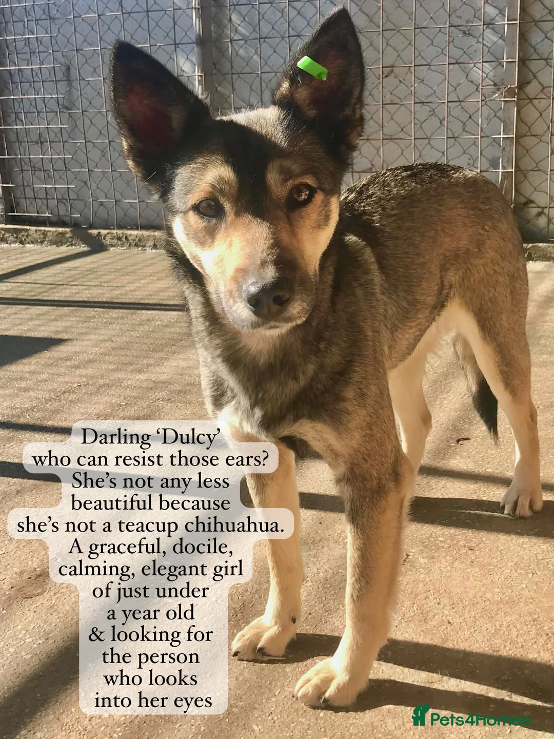 Mixed Breed dogs for adoption: Dulcy, 1 yr approx. Available for adoption in Brixham - Advert 1