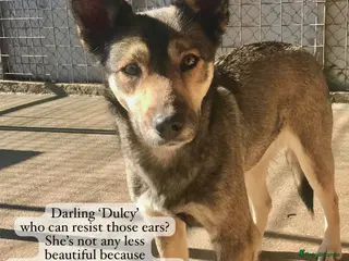 Mixed Breed dogs Dulcy, 1 yr approx. Available for adoption in Brixham - Advert 5