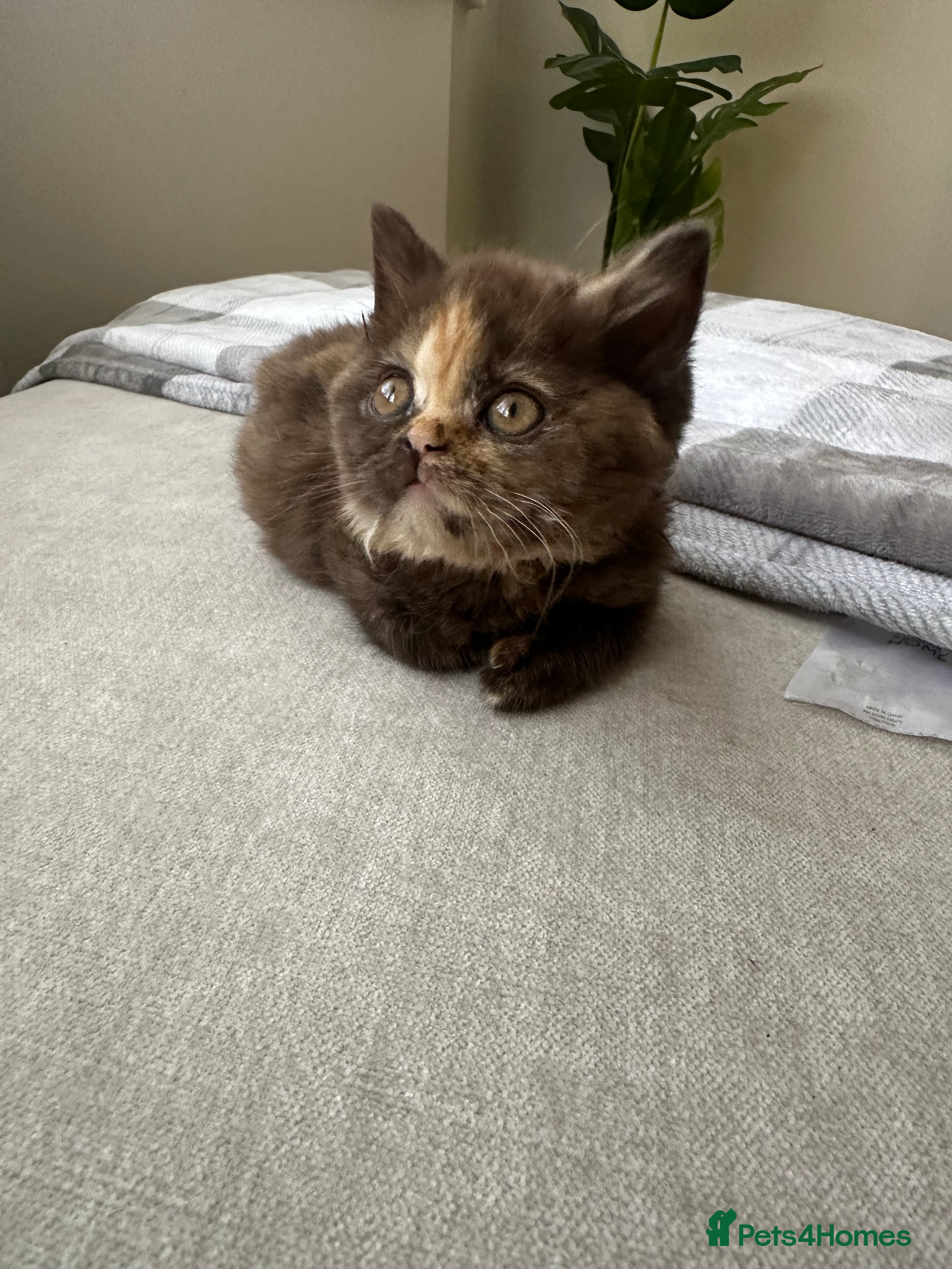 British Shorthair cats 🌈😍Last TWO TORTE READY Pure Bred Litter BSH ❤️🌈 - Advert 1