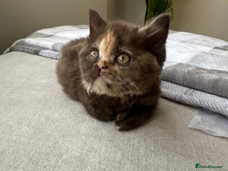 British Shorthair cats 🌈😍Last TWO TORTE READY Pure Bred Litter BSH ❤️🌈 - Advert 13