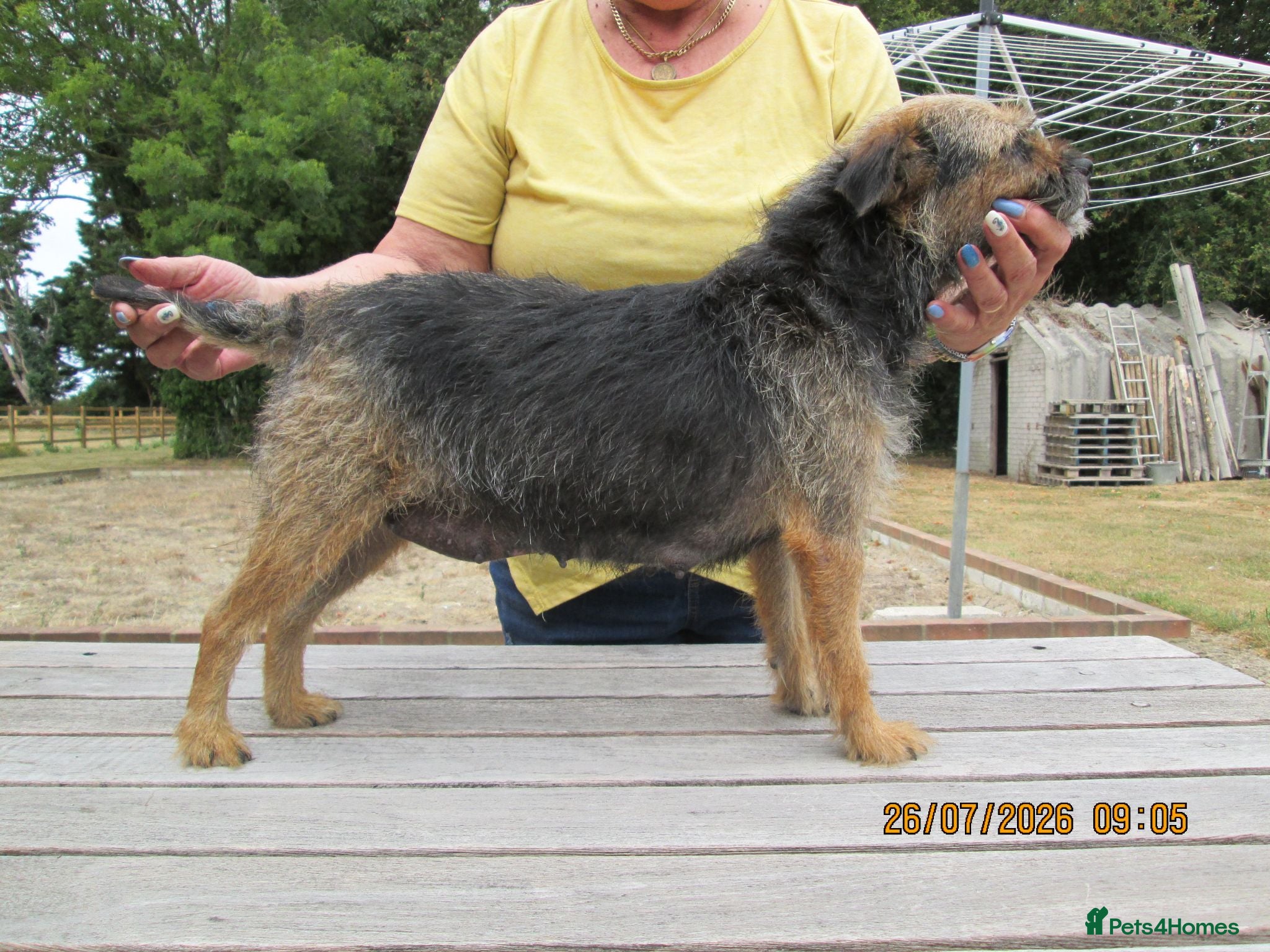 Mixed Breed dogs boreder patterdale crose borderdal,s - Advert 2