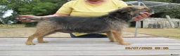 Mixed Breed dogs for sale: boreder patterdale crose borderdal,s - Advert 1