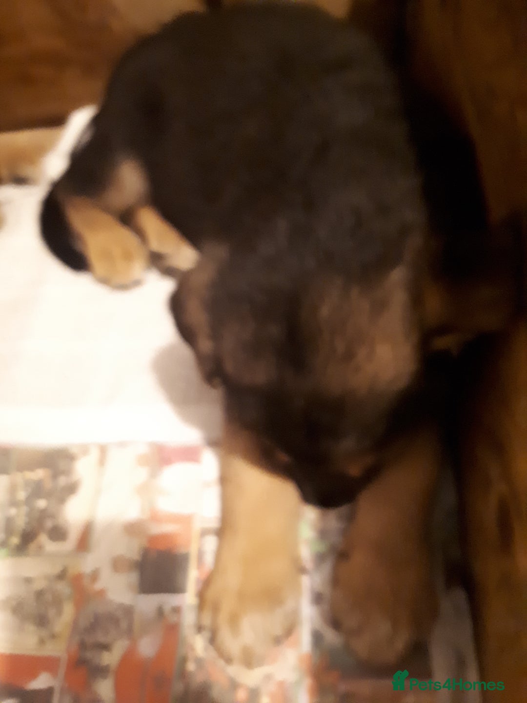 German Shepherd dogs for sale: German shepherd pupies - Image 1