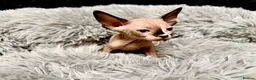 Sphynx cats for sale: TICA Reg Sphynx Kittens, Extensive Genetic Testing - Advert 10