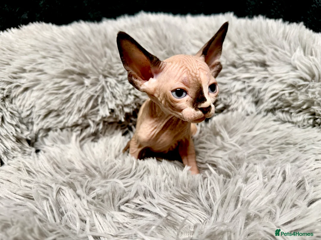 Sphynx cats for sale: TICA Reg Sphynx Kittens, Extensive Genetic Testing - Advert 10