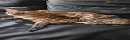 Bengal cats for sale: Bengal - Advert 5