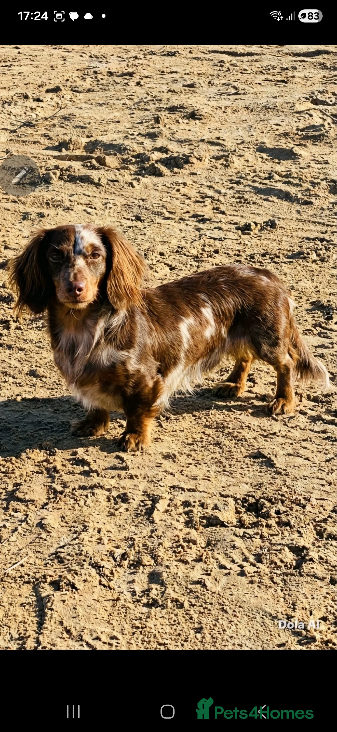 Miniature Dachshund dogs for stud: ⭐️STUNNING KC REG CHOCOLATE DAPPLE STUD⭐️ - Advert 2