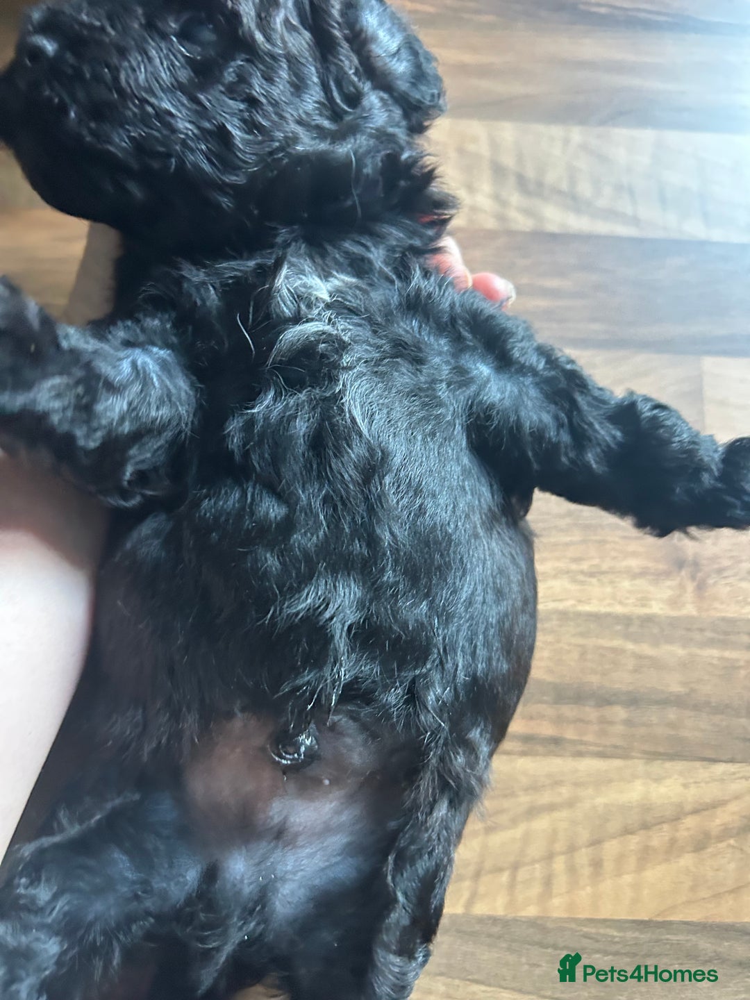 Mixed Breed dogs for sale: Shichonpoo (Teddy bear) puppies  - Image 12