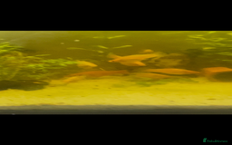 Live Bearers fish for sale: Mixed fish - Image 9