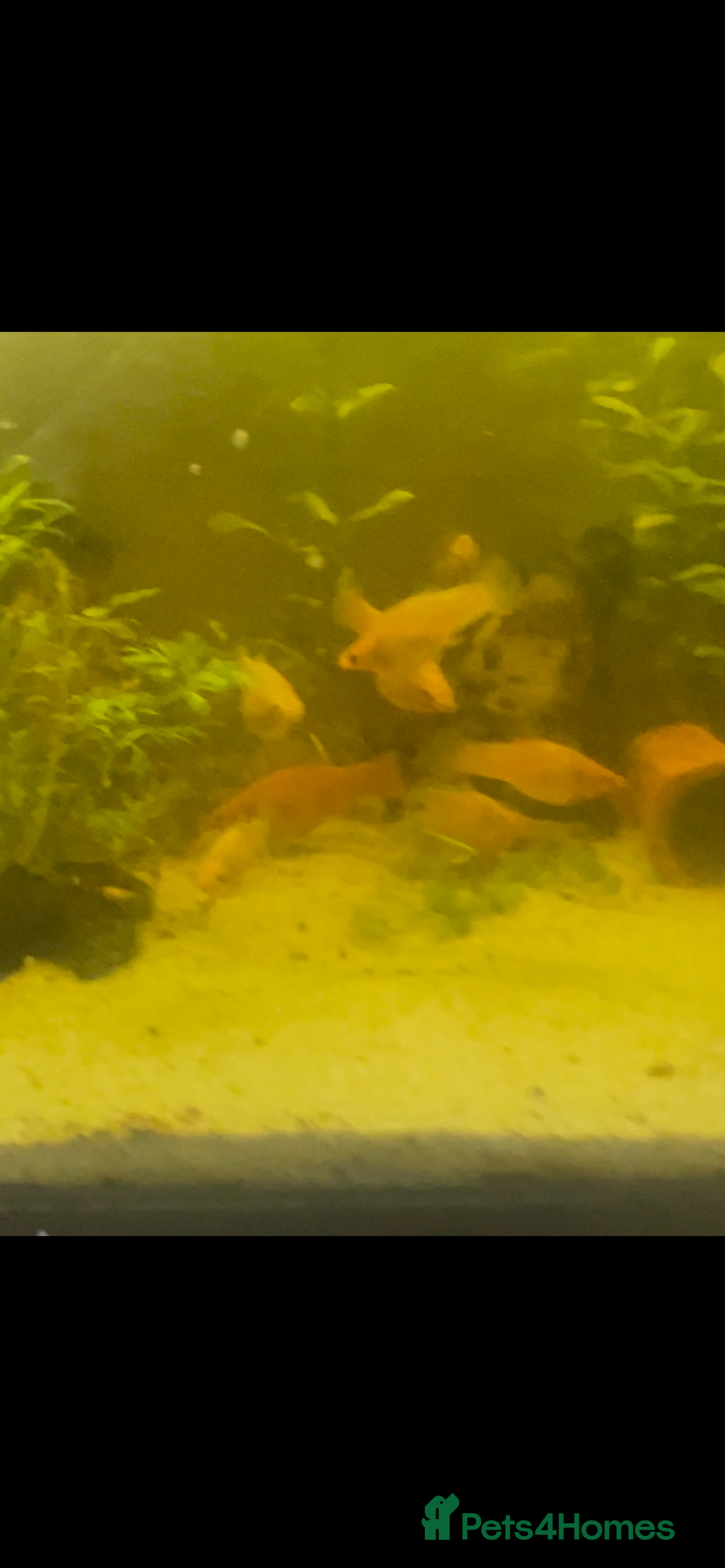 Live Bearers fish for sale: Mixed fish - Image 9
