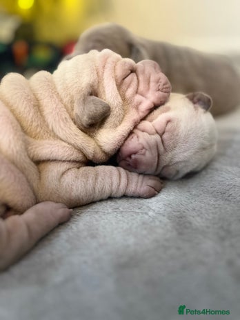 Shar Pei dogs Shar-pei Puppies - Advert 1