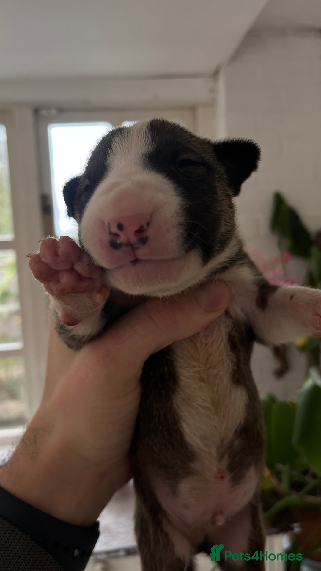 English Bull Terrier dogs for sale: English Bull Terrier male puppy  - Advert 12