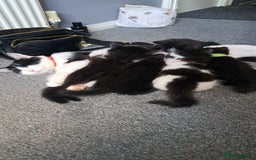 Mixed Breed cats for sale: 3 GORGEOUS kittens for sale  - Image 7