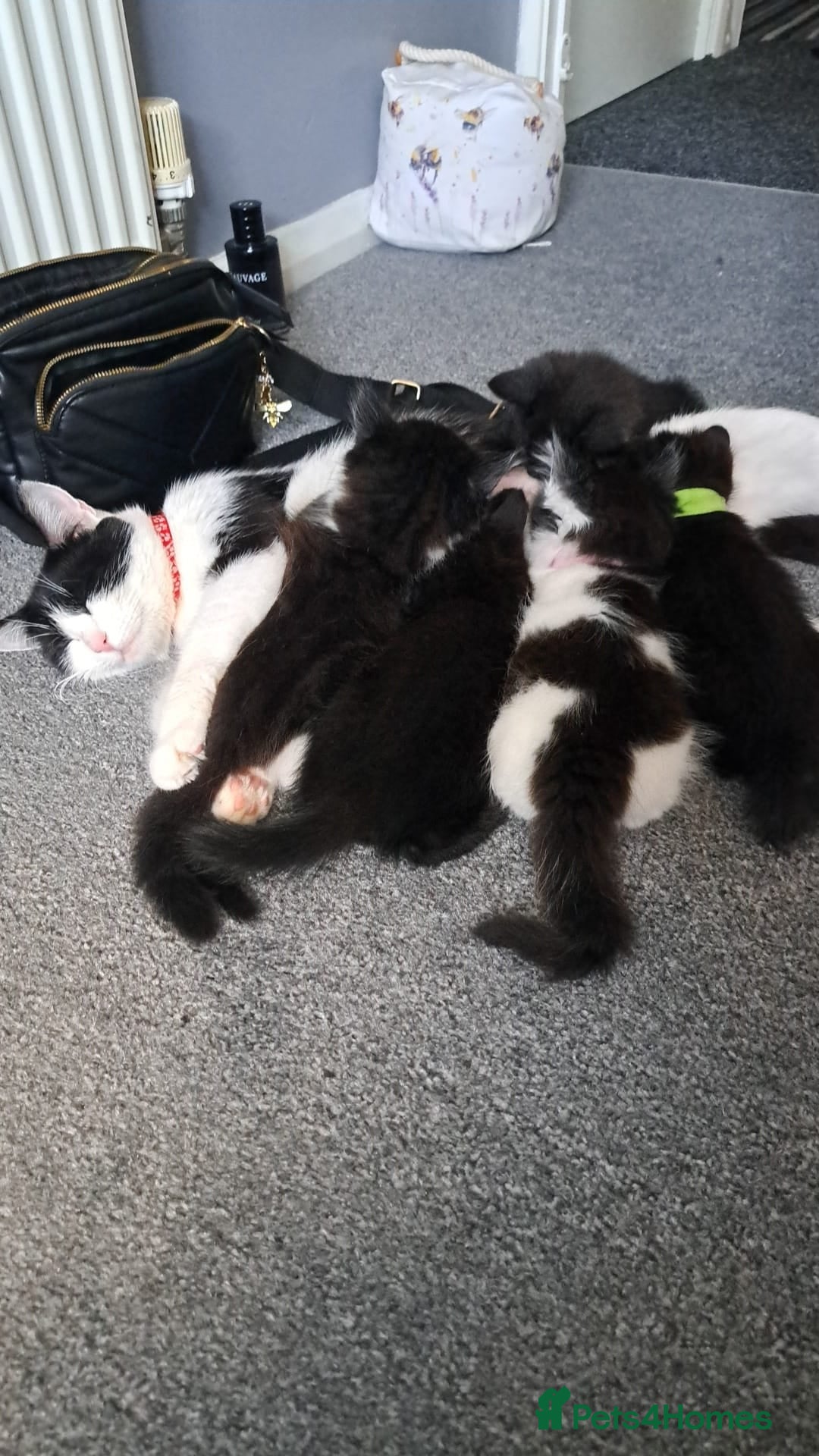 Mixed Breed cats for sale: 3 GORGEOUS kittens for sale  - Image 7