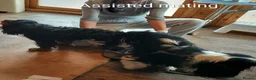 Cavalier King Charles Spaniel dogs for stud: CKCS STUD DOG/ DNA / CHAMPION LINES  - Advert 2
