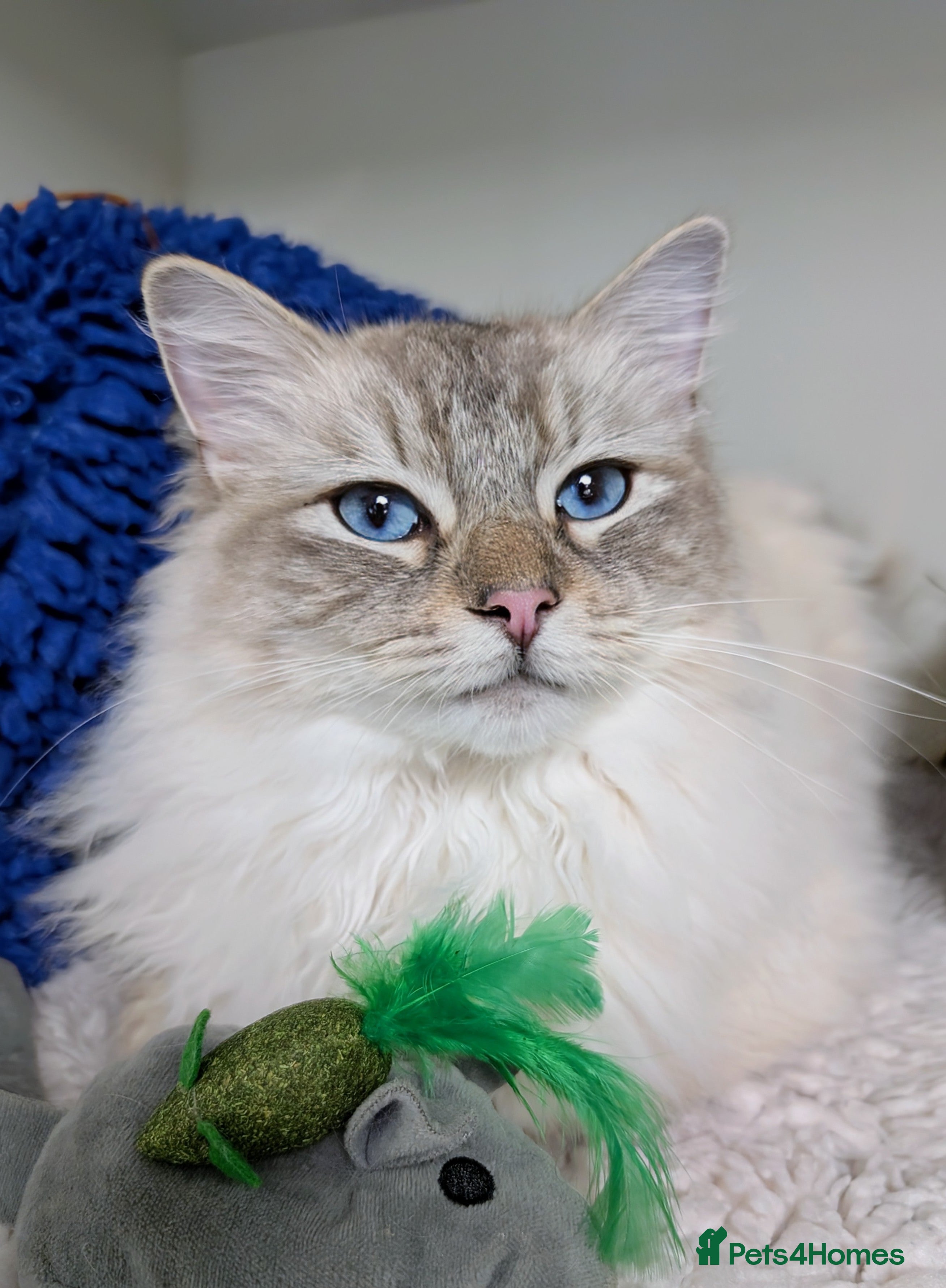 Ragdoll cats Lynx Point Ragdoll Male - Advert 1