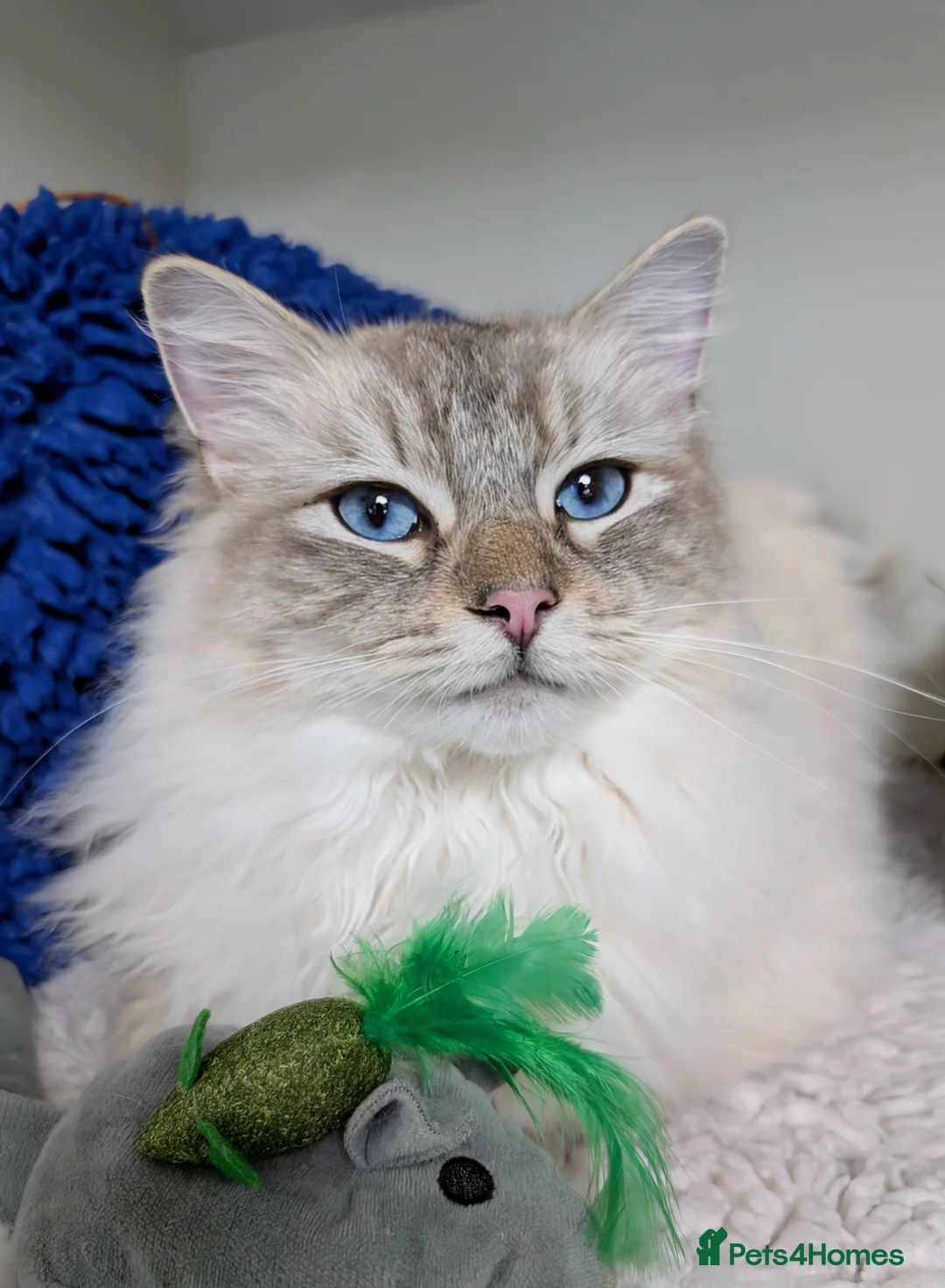 Ragdoll cats for sale: Lynx Point Ragdoll Male - Advert 1