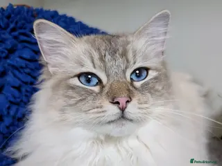 Ragdoll cats Lynx Point Ragdoll Male - Advert 1