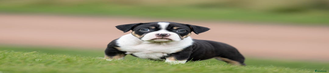 American Bully Puppy 5