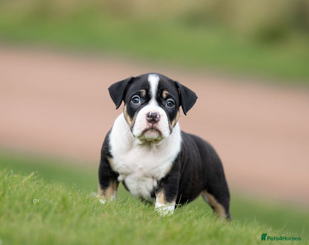 American Bully dogs for sale: RemmyXHienz litter 6 beautiful puppies  - Image 12
