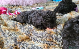 Cavapoo dogs for sale: Chocolate F1B Cavapoos. Health Tested.  - Image 6