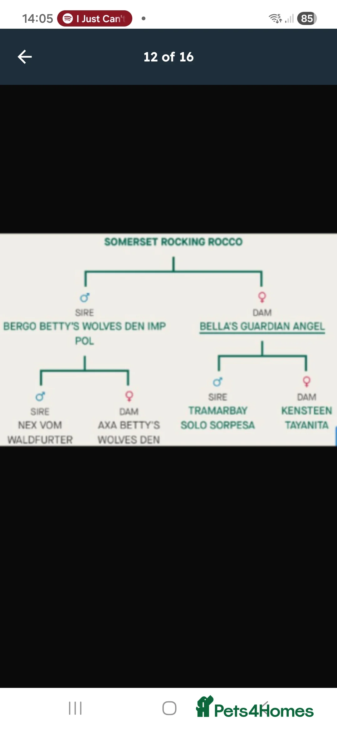 German Shepherd dogs for sale: German Shepherd boy puppy  - Advert 2