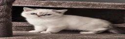 British Shorthair cats for sale: 🩷 LAST 2 GIRLS 🏆TICA reg 🐾 BSH - Advert 11