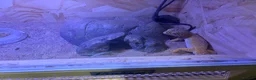 Leopard Gecko reptiles for sale: Male leopard gecko - Advert 9