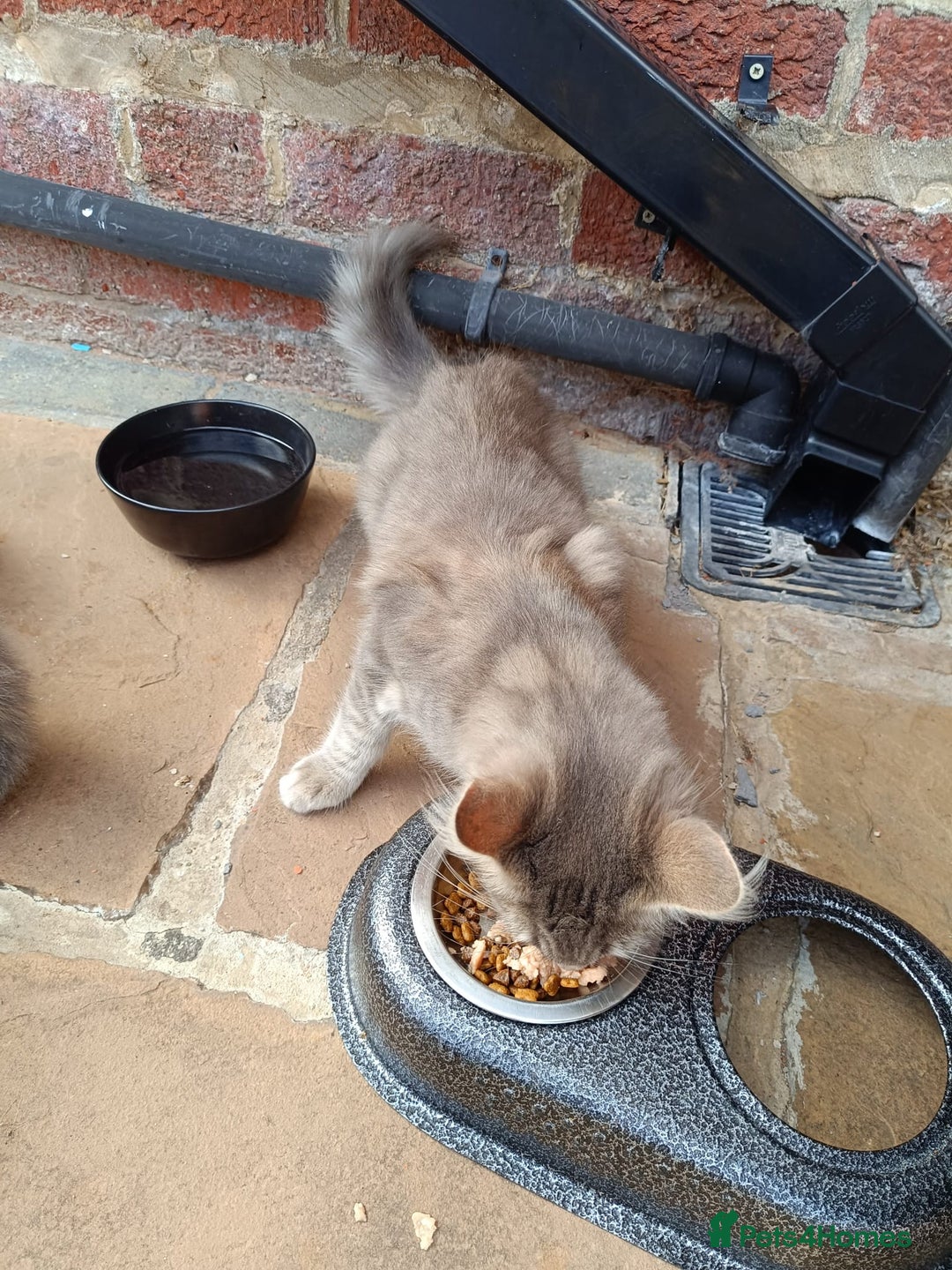 Mixed Breed cats for sale: Adorable kitties ready to go.  - Image 8
