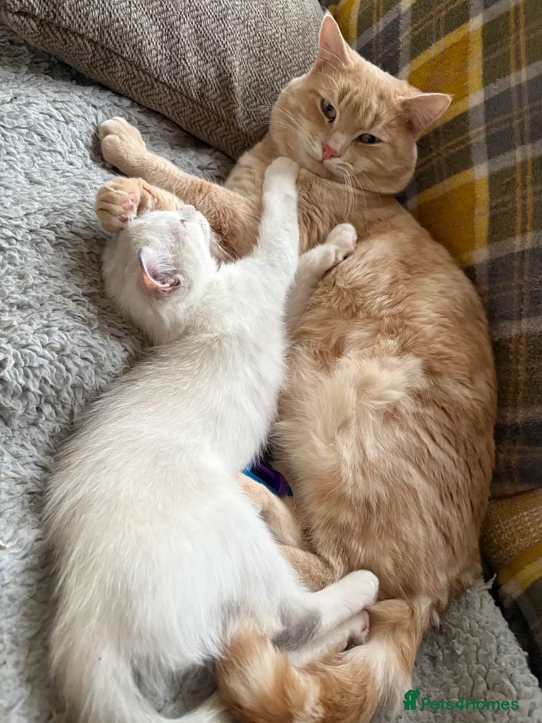 Mixed Breed cats for sale: Gorgeous Half Ragdoll Kitten  - Advert 7